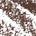 Dark Warm Brown - medium, dark & chestnut brown hair