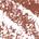 .053 oz/1.5 g Cool Brown - deep taupe brown
