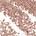0.01 oz / 0.3 g 26- Shimmer Taupe