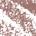 .053 oz / 1.5 g Muted Mauve - nude taupe beige