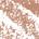 .053 oz / 1.5 g Caramel - light caramel brown
