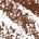 Brown - for medium brown hair