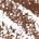 .003 oz 25 - Medium Ash - dark blonde to light brown hair with neutral undertones