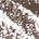 .009 oz 25 - Medium Ash - dark blonde to light brown hair with neutral undertones