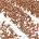 .33 oz 04 Sand Shimmer - 04 Sand Shimmer
