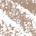 0.001 Oz. / fillsizesequence:1 Blonde - for blonde hair with warm/gold undertones