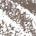 0.001 Oz. / fillsizesequence:1 Taupe - for blonde hair with coool/ash undertones
