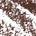 0.001 Oz. / fillsizesequence:1 Chocolate - for medium brown hair with warm/gold undertones