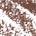 0.001 Oz. / fillsizesequence:1 Auburn - for red hair with a dark undertone