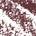 0.001 Oz. / fillsizesequence:1 Color:Ash Brown- for grey hair with cool/ash undertones