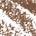 0.0007 oz / 0.02 g Light Brown - light to medium brown with warm undertones