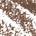 0.0007 oz / 0.02 g Dark Brown - dark brown with cool undertones