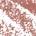 0.039 oz / 1.1 g 05 Rosewood - dirty rose