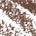 0.039 oz / 1.1 g 03 Brown Tulle - itense cool brown