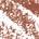 0.12 oz / 3.5 g Irresistible - Brown Beige