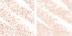 0.18 oz/ 5 g Matte Shell / Lace Shimmer - yellow based flesh tone/ iridescent gold