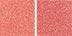 0.2 oz / 6 g Lasting Love - coral pink