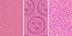 Attention Seeker - True Bubblegum Pink Blush Trio