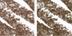 Chunky 0.02 oz, Precision 0.007 oz/Chunky 0.85 g, Precision 0.2 g Chocolate Brown - a warm, flattering brown that makes a great alternative to classic black
