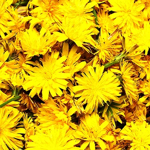 Frontier Co-op Cut & Sifted Dandelion Root 1lb - Dried for Loose Tea, Caffeine-Free Coffee Alternative, Making Powder Supplement Capsules - SUSTAINABLY SOURCED