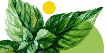 Ascenta NutraSea hp Omega-3 Extra Strength EPA Lemon Flavor 120 Softgels - Bright watercolor fresh mint illustrations yellow and green dots