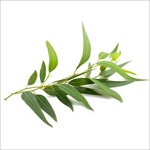 Cliganic 100% Pure Essential Oil Eucalyptus 2/6 fl oz (10 ml) - Eucalyptus Plant