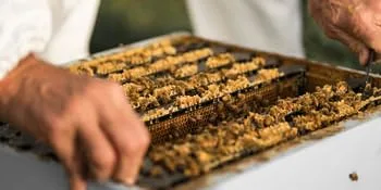 Comvita Propolis PFL15 365 Softgels - Hive, propolis, frame, bee