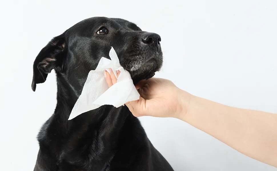 Earth Rated Dog Wipes Unscented 100 Wipes - Earth Rated