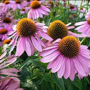 Frontier Natural Products Organic Cut & Sifted Echinacea Purpurea Herb 16 oz (453 g) - ORGANIC FROM THE U.S.