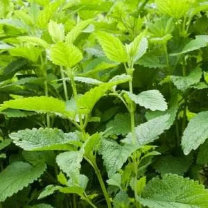 Frontier Natural Products Organic Cut & Sifted Lemon Balm Leaf 16 oz (453 g) - ORGANIC FROM BULGARIA