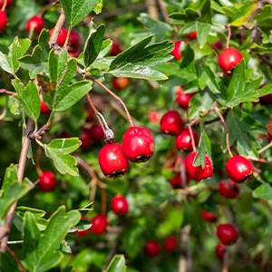 Frontier Natural Products Organic Whole Hawthorn Berries 16 oz (453 g) - ORIGIN/SOURCING