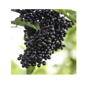 Gaia Herbs Black Elderberry with Acerola 120 Vegan Capsules - product information 3