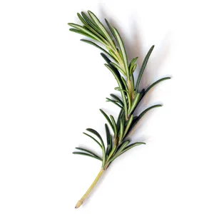Himalaya Botanique Body Bar Refreshing Lavender & Rosemary 4.41 oz (125 g) - ROSEMARY