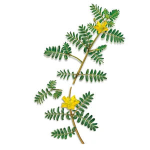 Himalaya Tribulus 60 Caplets - Tribulus