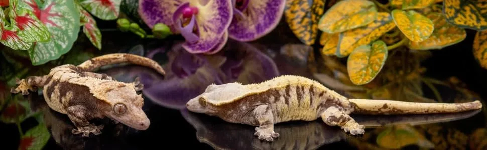 Pangea Fruit Mix Fig & Insects Crested Gecko Complete Diet (1/2 lb) - geckos