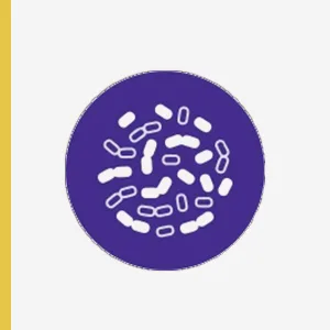 InnovixLabs Multi-Strain Probiotic 50 Billion 60 Delayed-Release Capsules - Innovix