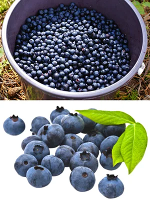 Mariani Dried Fruit Premium Wild Blueberries 3.5 oz (99 g) - Mariani Wild Blueberries are Native to North America