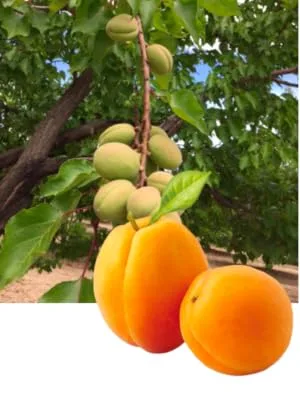Mariani Dried Fruit Premium Ultimate Apricots 6 oz (170 g) - product information 4