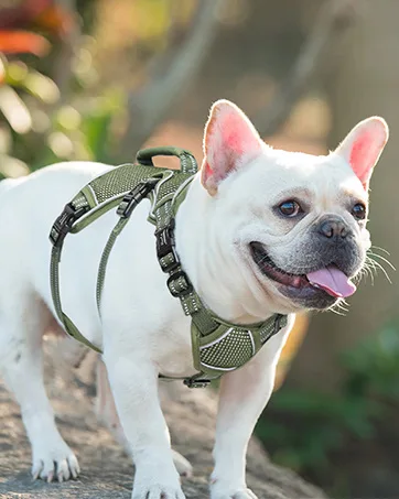 HEELE Dog Collar Medium Multi-Colour Patterned Soft Comfy Dog Pet Collars Easy Adjustable Collar for Small Medium Dogs Indoor Outdoor Activities Pink M M (Length 34-53cm Width 2cm) Pink - dog harness escape proof