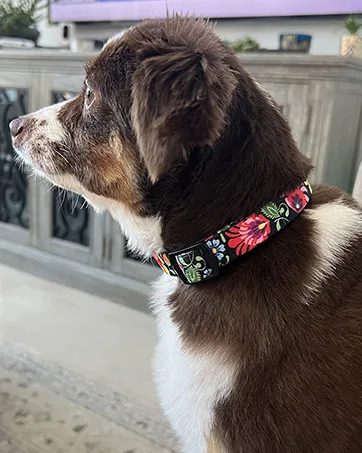 HEELE Dog Collar Medium Multi-Colour Patterned Soft Comfy Dog Pet Collars Easy Adjustable Collar for Small Medium Dogs Indoor Outdoor Activities Pink M M (Length 34-53cm Width 2cm) Pink - HEELE Dog Collar Soft Patterned