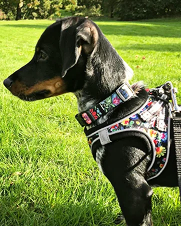 HEELE Dog Collar Medium Multi-Colour Patterned Soft Comfy Dog Pet Collars Easy Adjustable Collar for Small Medium Dogs Indoor Outdoor Activities Pink M M (Length 34-53cm Width 2cm) Pink - puppy harness