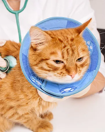 Renyigou Cat Cone Pet Cone Collar Cute Comfy Pet Recovery Collar Protective Cat Cone Alternative Adjustable Collar for Cat Elizabeth Protective Collar (Sunflower Yellow 2pcs) - Pet Cone-8
