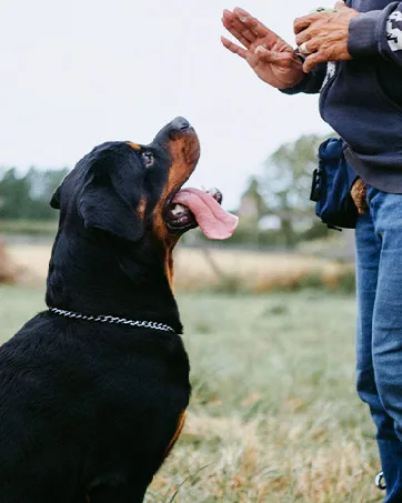HAPPY HACHI Half Check Dog Collar Martingale Dog Chain Collars Semi Choke All Metal for Puppy Dogs Medium Large Training Walking Pulling Control S 30-43cm S 30-43cm*2mm Silver - dog collar