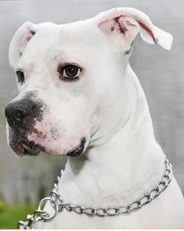 HAPPY HACHI Half Check Dog Collar Martingale Dog Chain Collars Semi Choke All Metal for Puppy Dogs Medium Large Training Walking Pulling Control S 30-43cm S 30-43cm*2mm Silver - dog collar