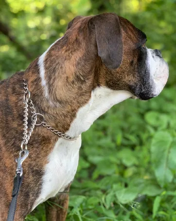 HAPPY HACHI Half Check Dog Collar Martingale Dog Chain Collars Semi Choke All Metal for Puppy Dogs Medium Large Training Walking Pulling Control S 30-43cm S 30-43cm*2mm Silver - dog collar