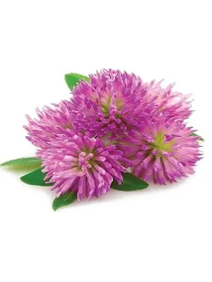 Red Clover 4500mg High Strength Supplements Supports Menopause & Hormonal Health for Women | 90 Capsules - Red Clover Image