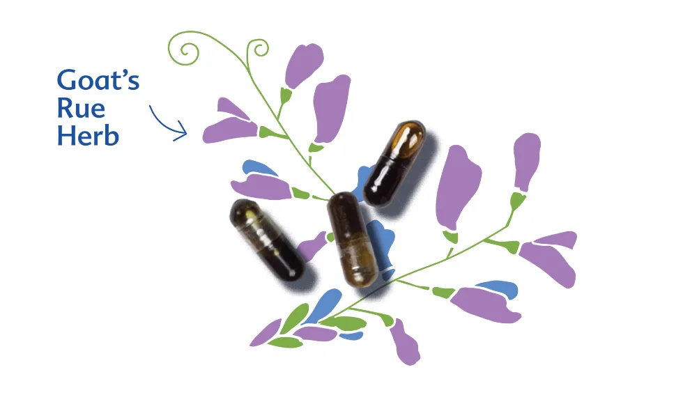 Motherlove Goat's Rue 120 Liquid Capsules - Goat