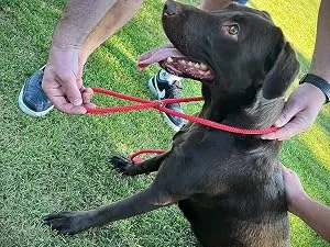 All in one Headcollar Lead/Halter/Head Collar To Anti Stop Pull Fits All Dog (Red) - Instruction 3