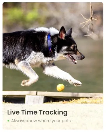 SEEWORLD P1 GPS Cat Dog Tracker 4G Pet tracker for Dogs Cats Waterproof Pet Tracking Device (6.5lbs+) Smart Dog Activity Tracker Real Time Tracking Cat Tracker Unlimited Range Blue - dog tracker