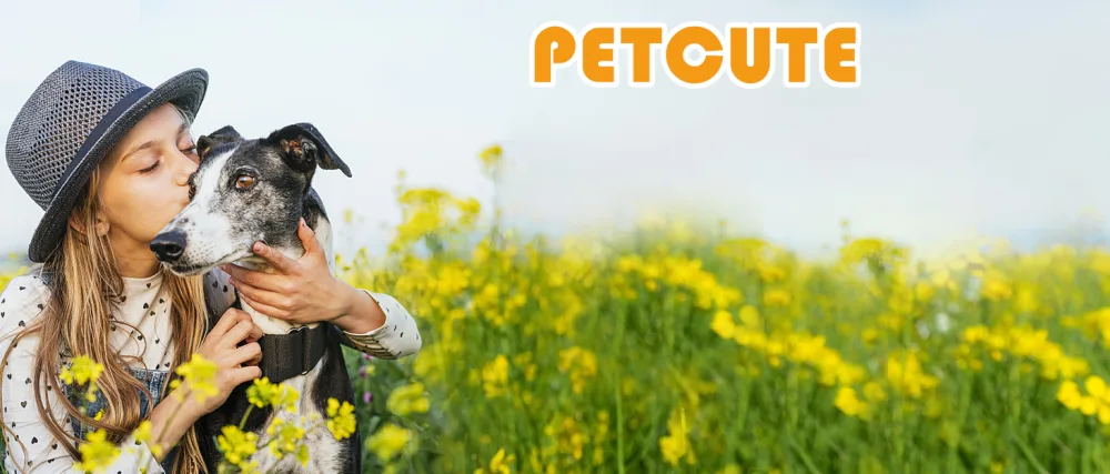 PETCUTE Dog muzzle Anti bite Leather Dog Muzzles prevent biting barking chewing adjustable pet muzzle Soft XL Brown - product information 1